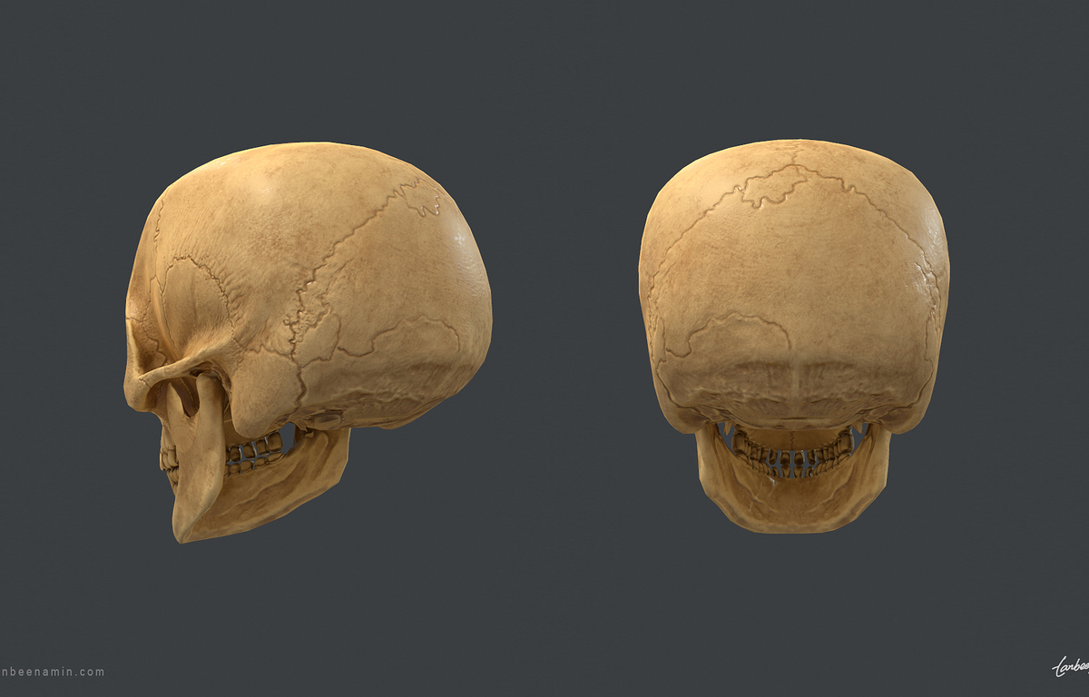 tanbeen-skull-anatomy-study-3-8b91b5ad-6fv5.jpg