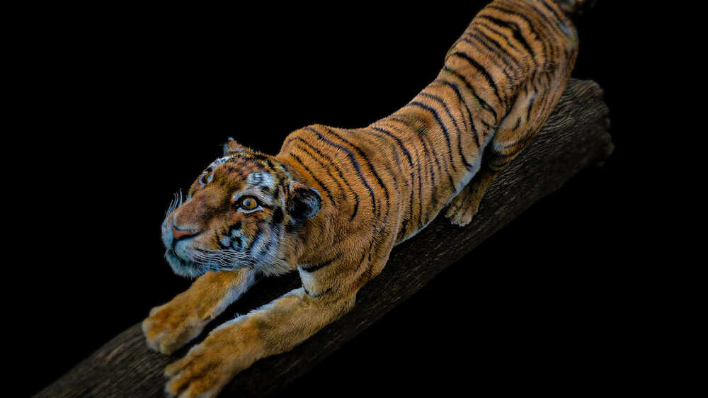 Render 4