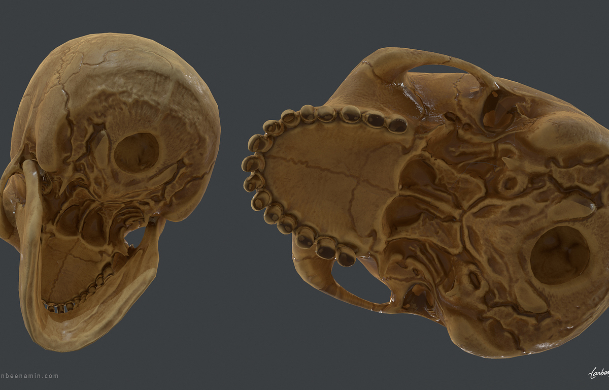 tanbeen-skull-anatomy-study-4-2c95264e-6fv5.jpg
