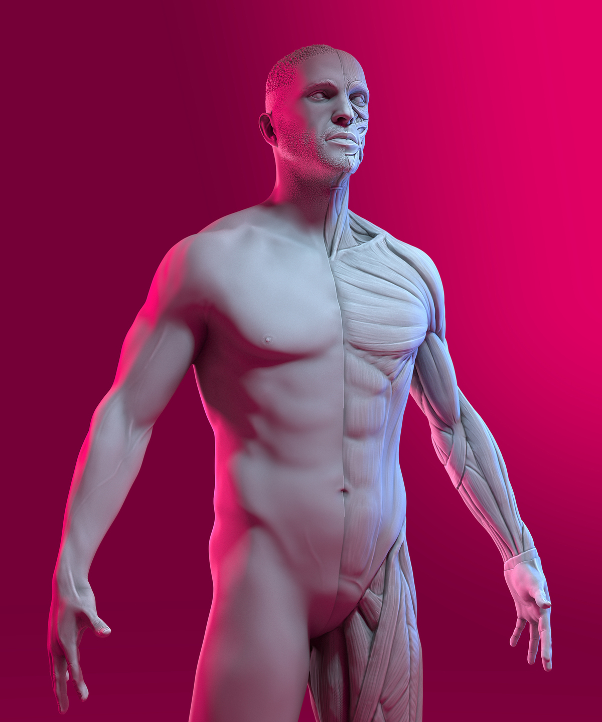 M01_Anatomia-Ecorche_03