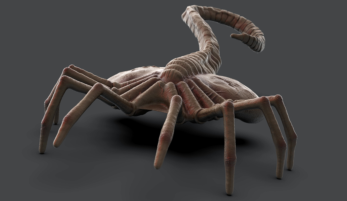 Facehugger (color corrected) 1