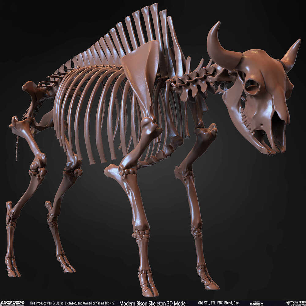 Modern Bison Skeleton 3D Model Sculpted by Yacine BRINIS Set 036