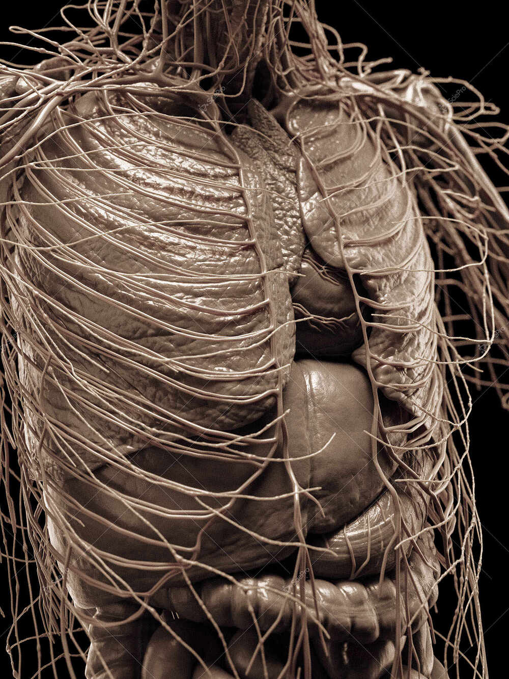 averageFitMale_torso_anatomyLayer7