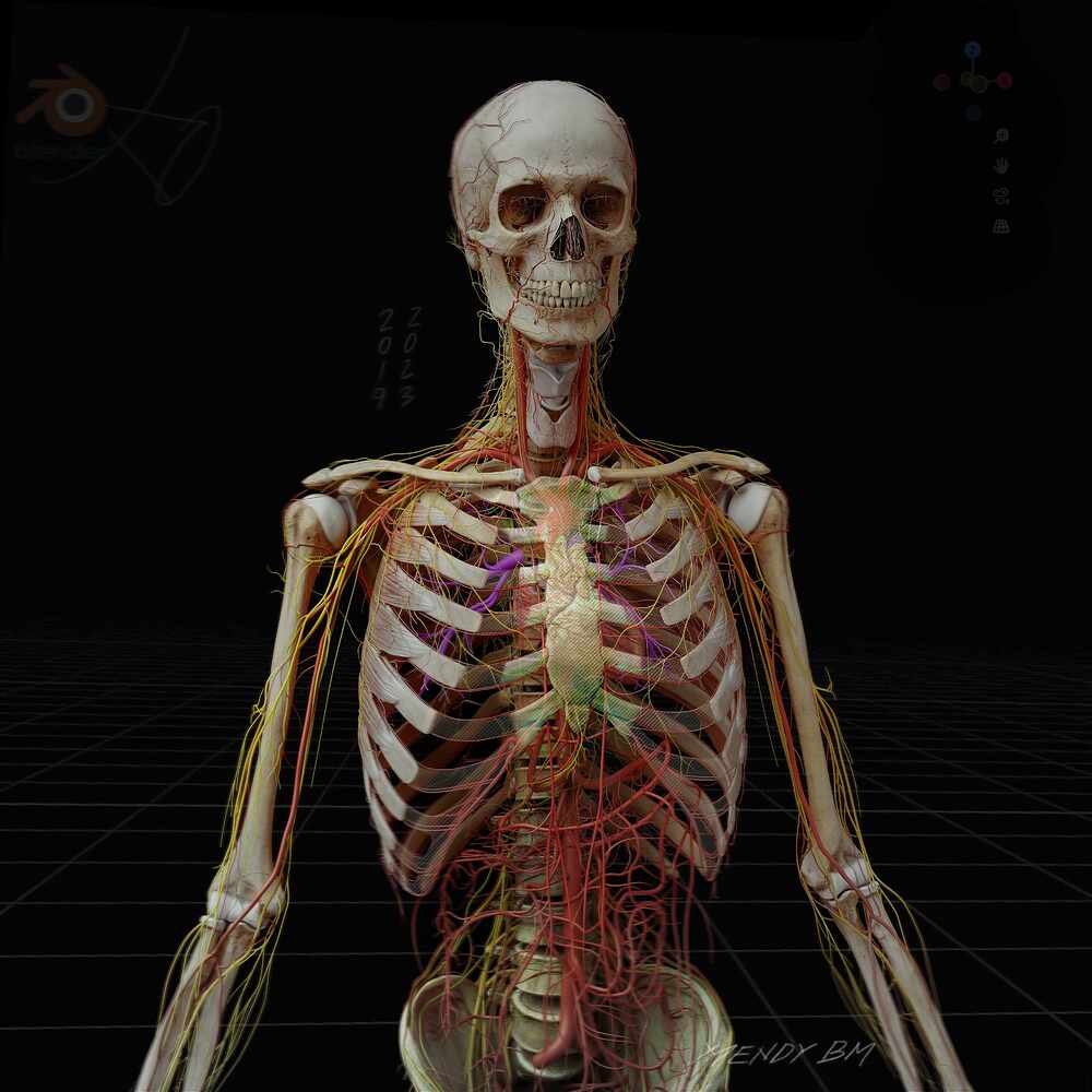 Anatomy_Digital human_artery_nerve_render
