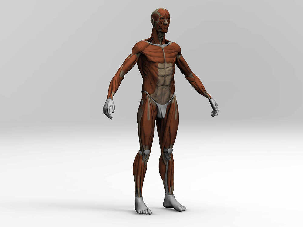 Ecorché_Render_ArteFinal.12
