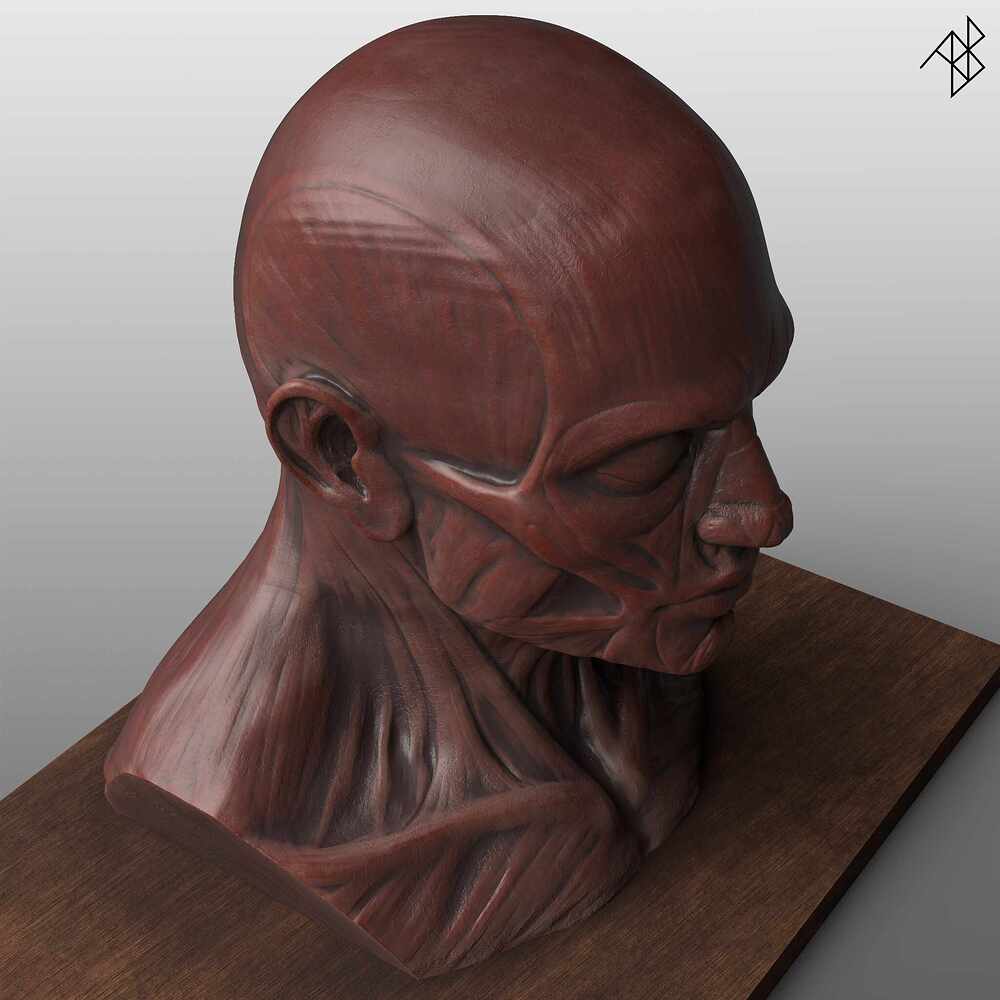 Facial Anatomy - Improved - 05