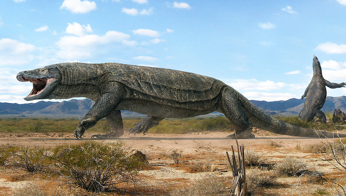 Megalania_03-5(1600).jpg