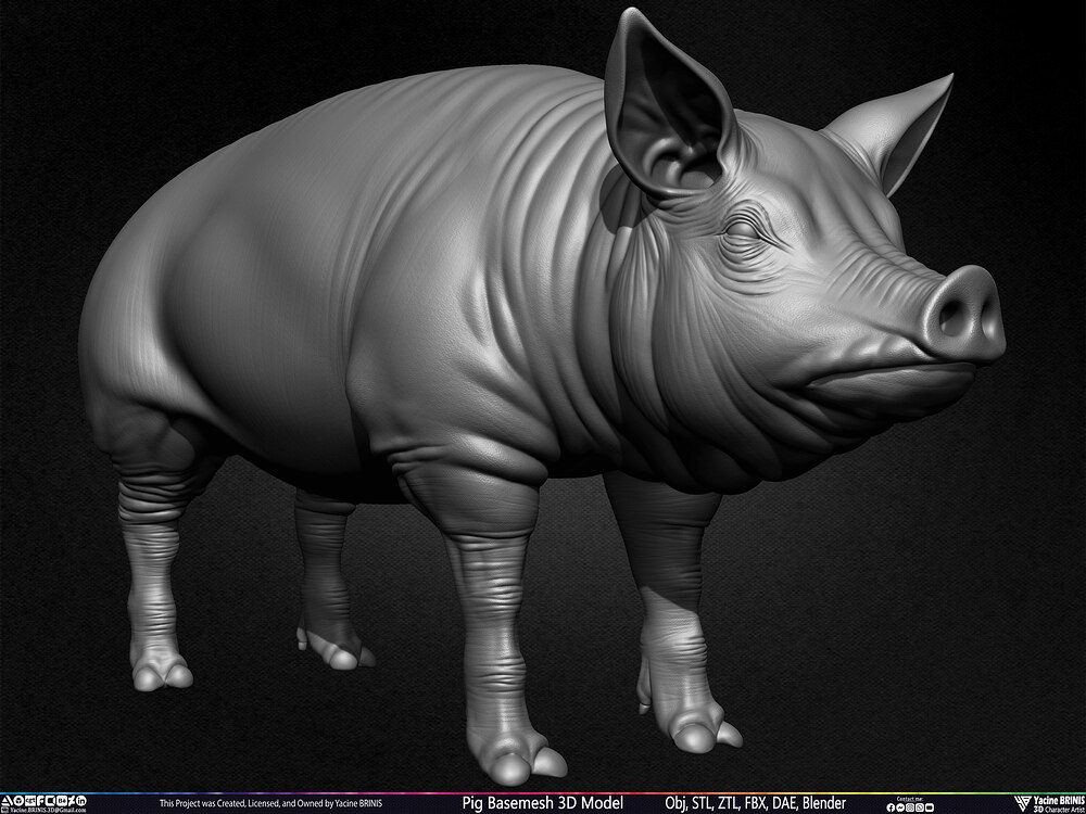 Pig Basemesh 3D Model Animal Anatomy Sculpted by Yacine BRINIS Set 005