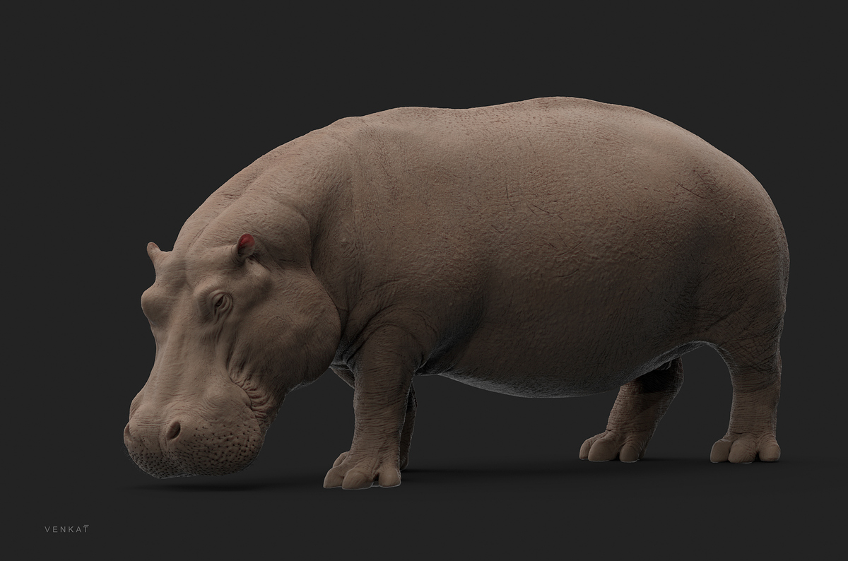 hippo_08_fx