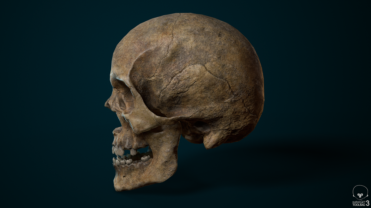Skull_sideView_01