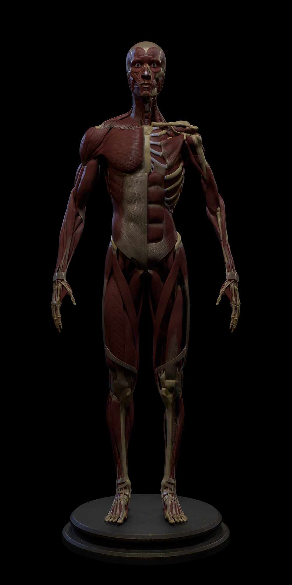 Quarter_Muscle_Front