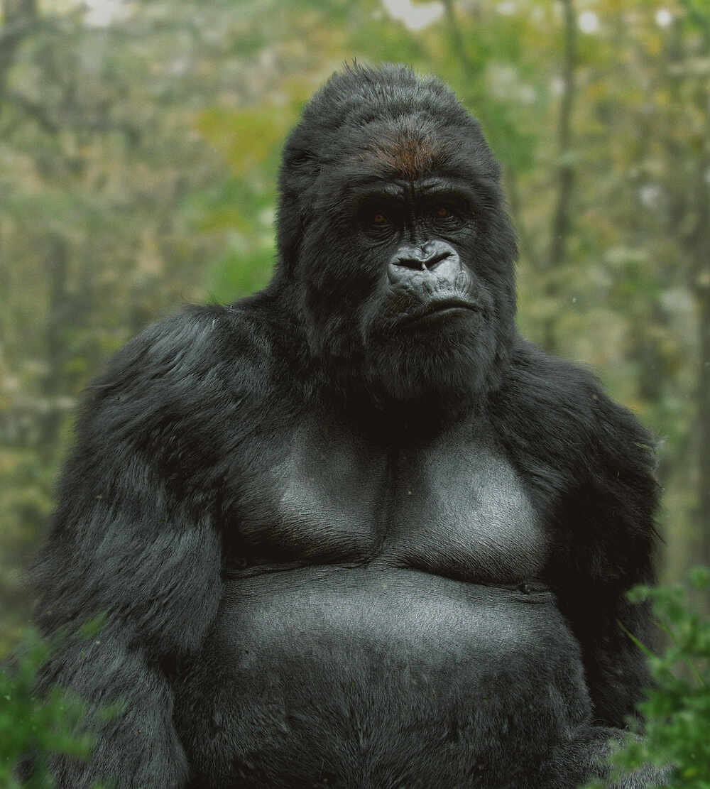 Gorilla_final_001