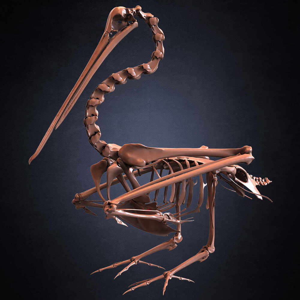 White Pelican Skeleton 3D Model Sculpted by Yacine BRINIS Set 037
