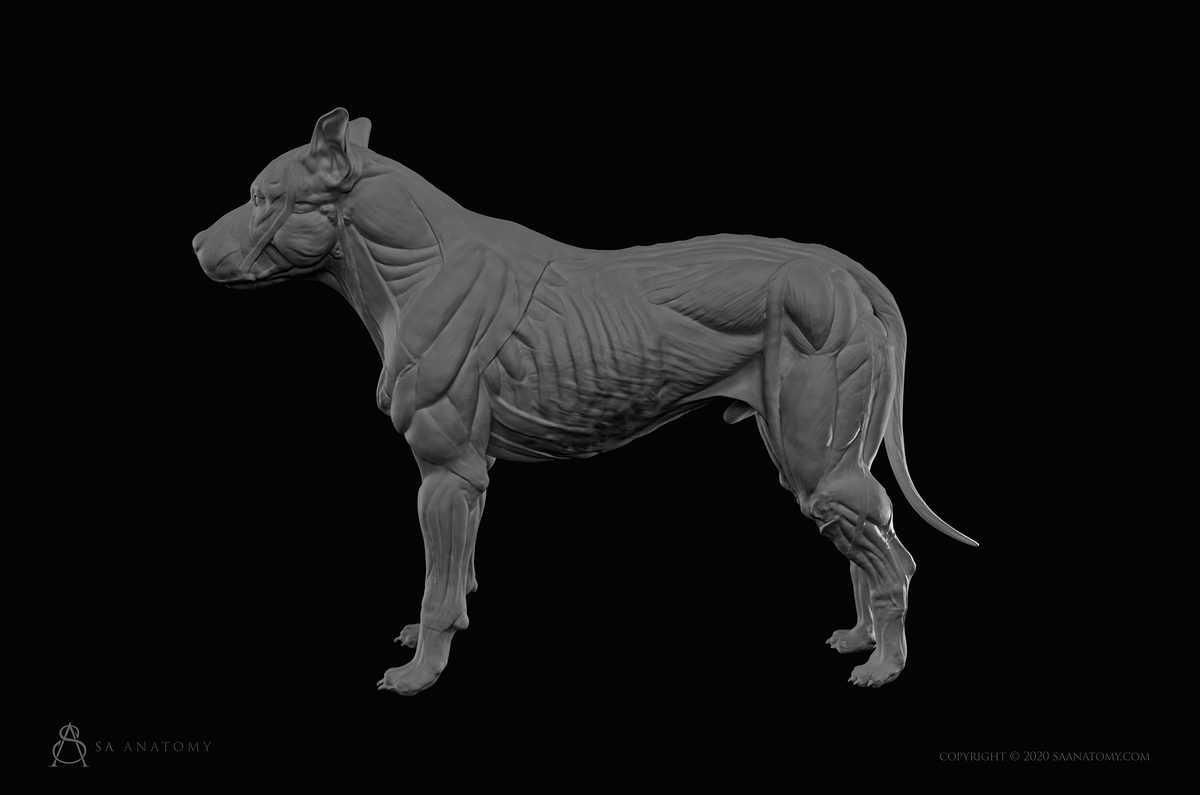 SA Anatomy preview images 3