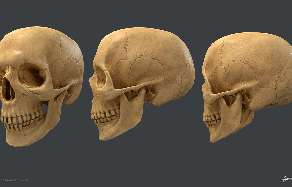 tanbeen-skull-anatomy-study-1-a99e8c77-6fv5.jpg