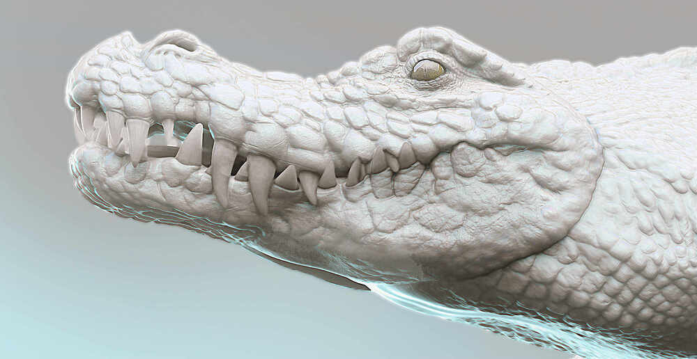 Crocodile1001_01.1003