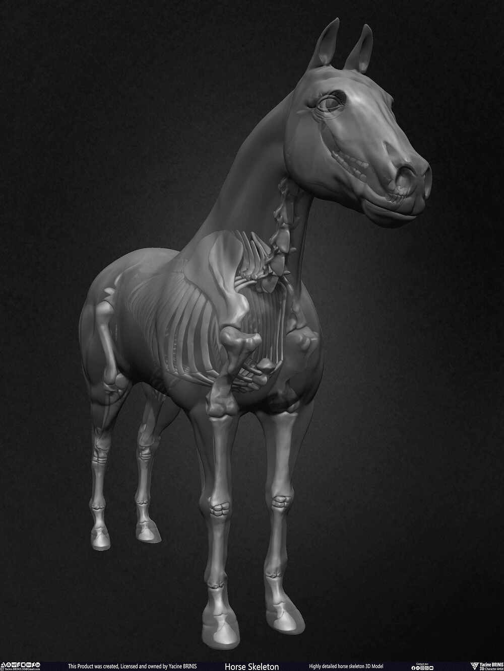Highly Detailed Horse Skeleton 3D Model Sculpted by Yacine BRINIS Set 052