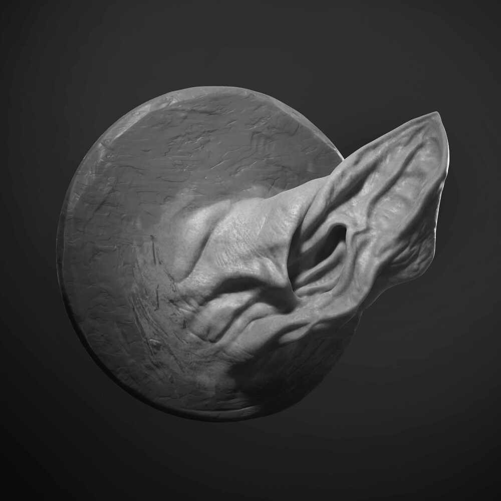 Bat_Ear_Study_BW