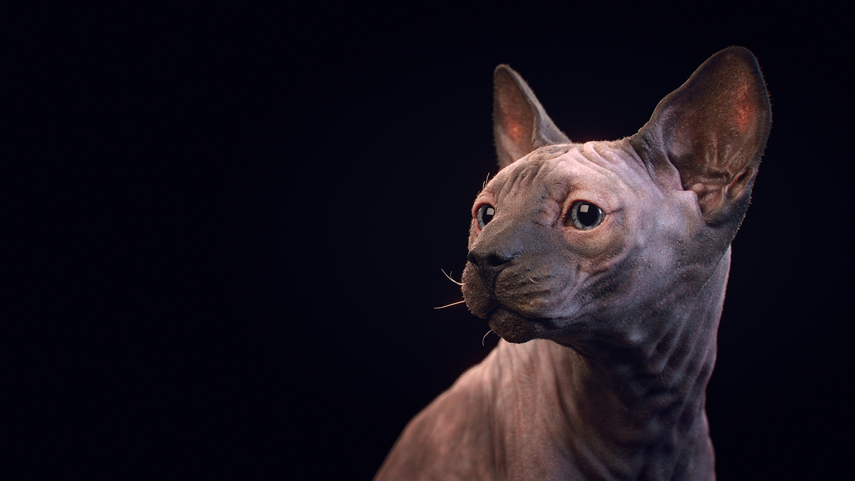 sphynx_006_grading_MQ