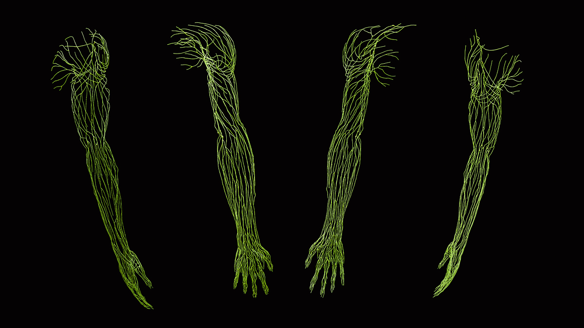 UpperLimb_FullArm_2020-07-15_Lymphatic