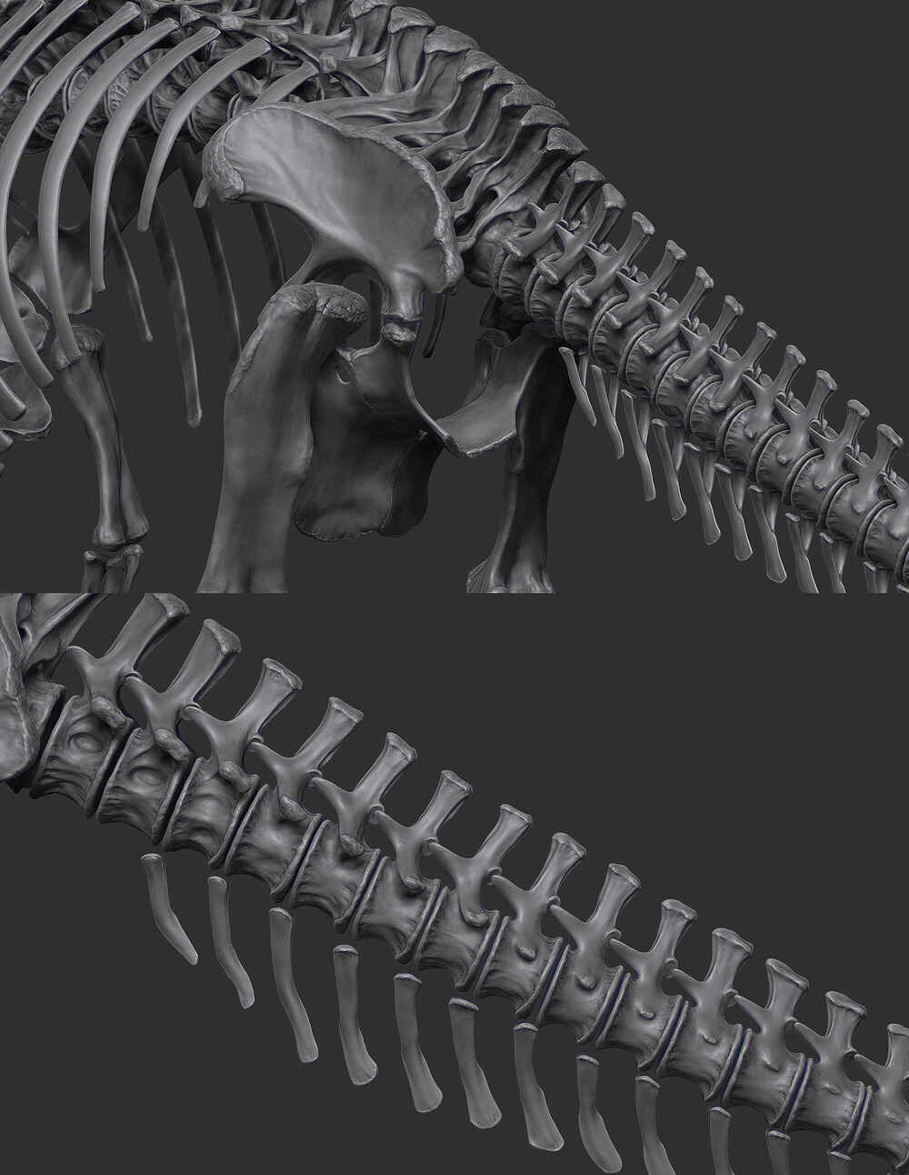 Cooper_Skeleton_04_03