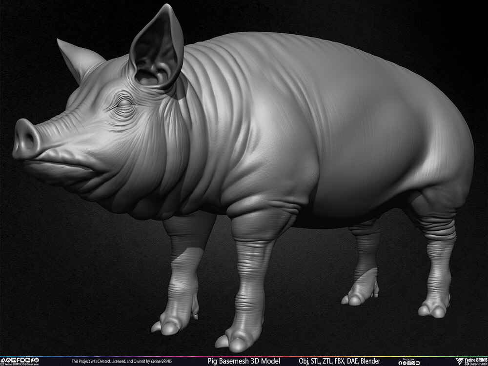 Pig Basemesh 3D Model Animal Anatomy Sculpted by Yacine BRINIS Set 014