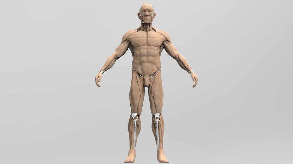 Ecorché_Render_ArteFinal