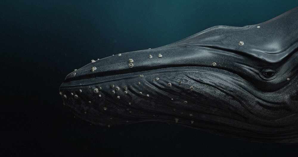 whale_head_water