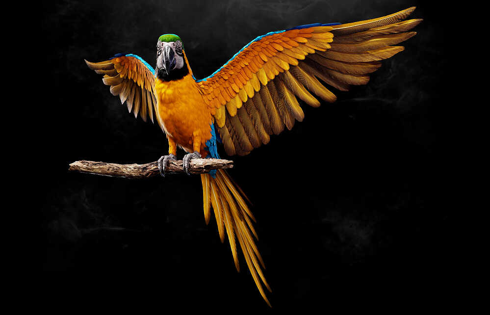 MACAW_(4)_By_VAIBHAV_GUPTA