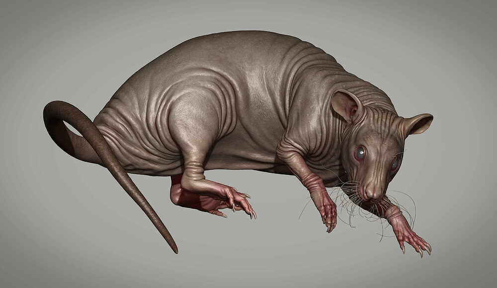 Rat1
