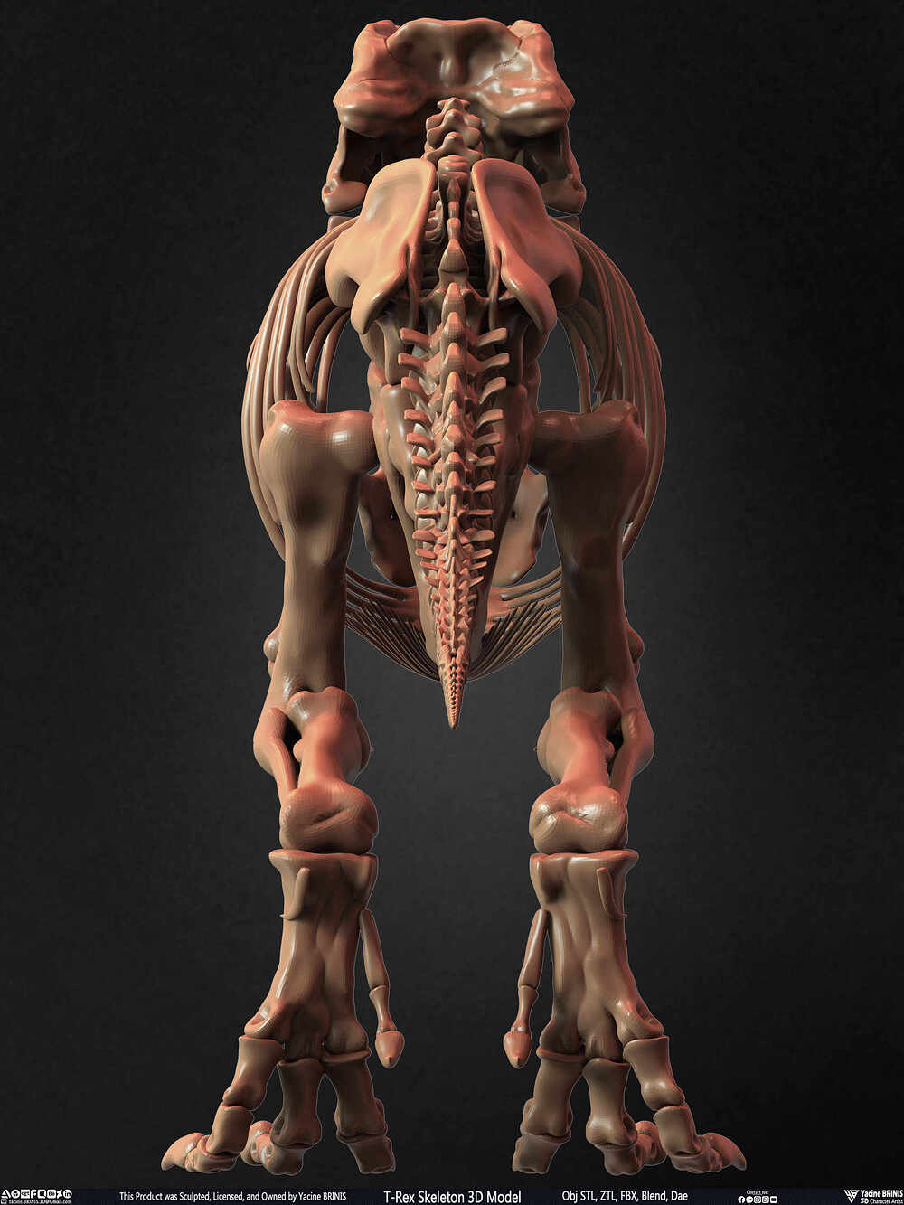 T-Rex Skeleton 3D Model (Tyrannosaurus Rex) Sculpted By Yacine BRINIS Set 010