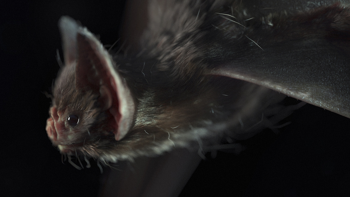 Bat_dramaticLight6k_Side2_COMP_v001_ZOOMED