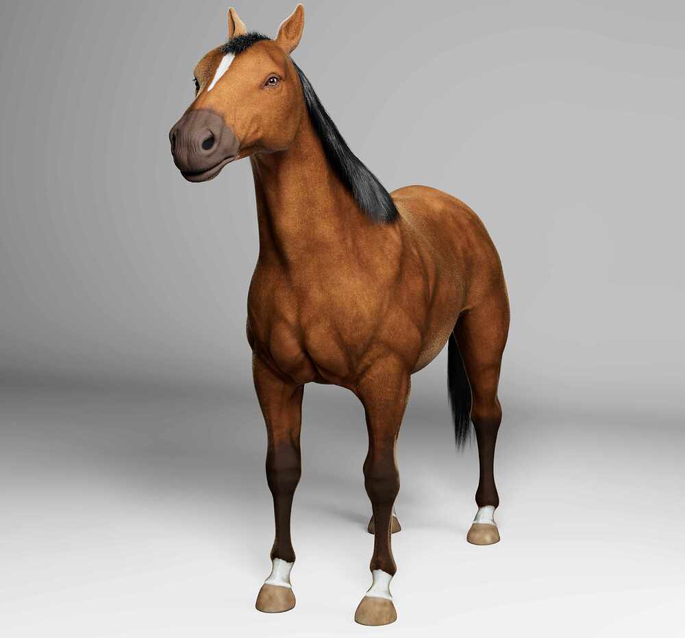 horse_0