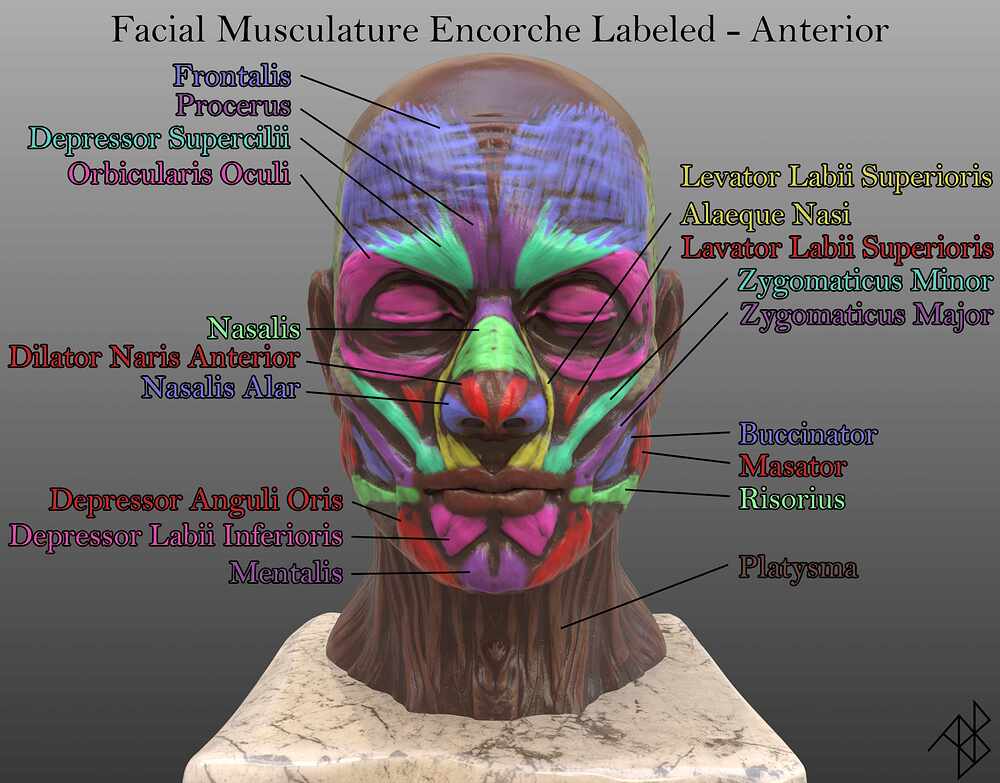 Facial Musculare Ecorche Labeled - Anterior