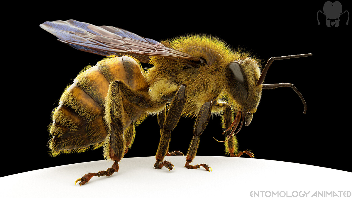 eric-keller-bee-arnold-render-07