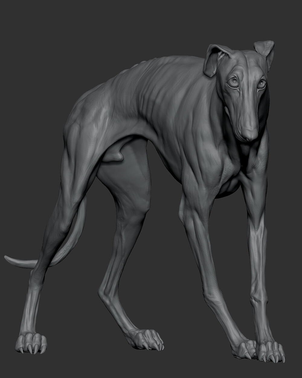 WeeklyStudy_DogAnatomy_04