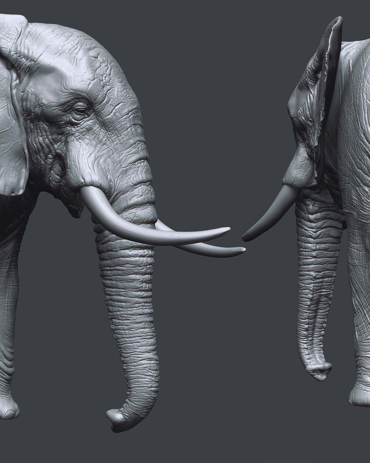 elephant_high_brunocamara.jpg