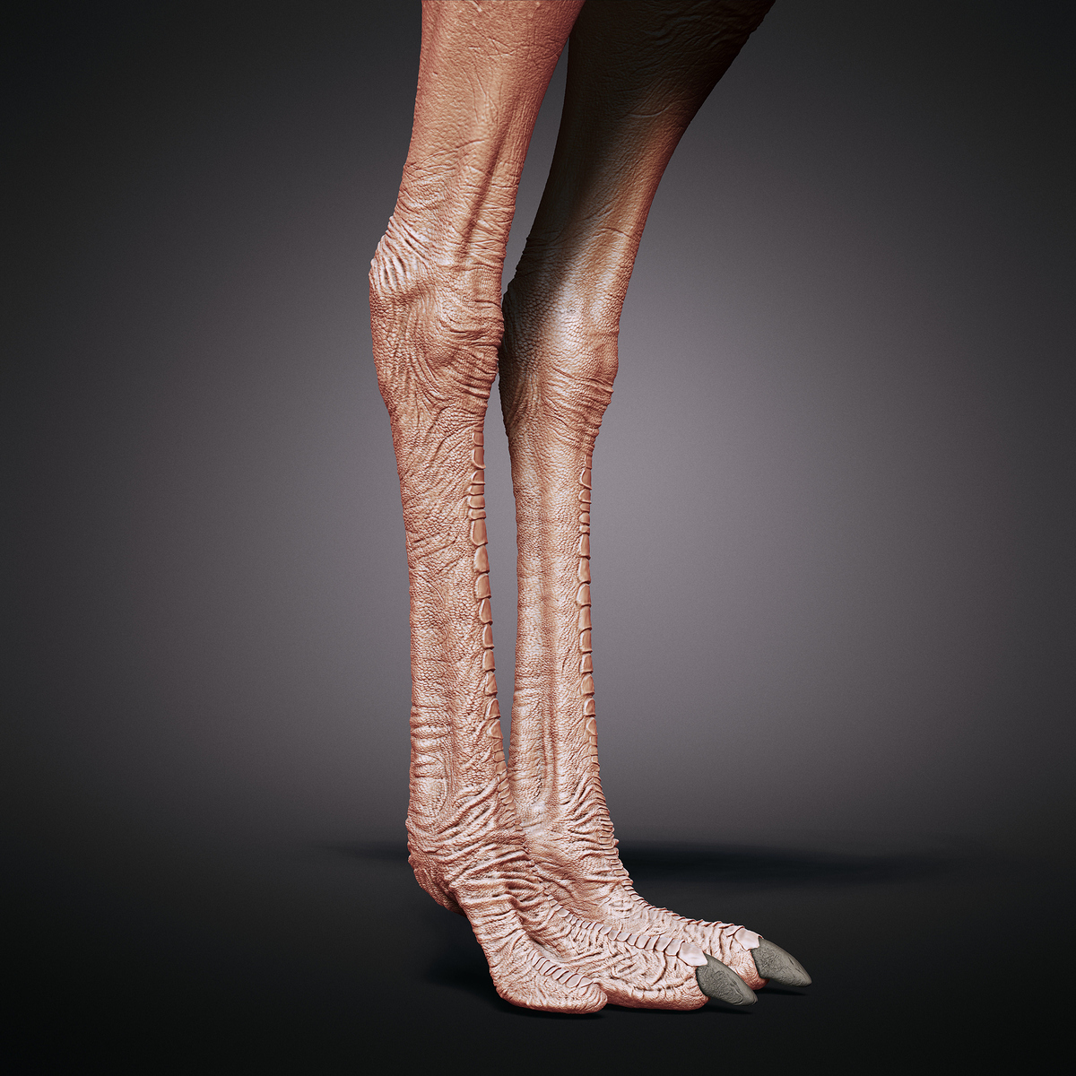 Ostrich_scu0003