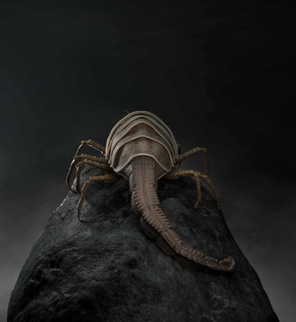 Creature-Back