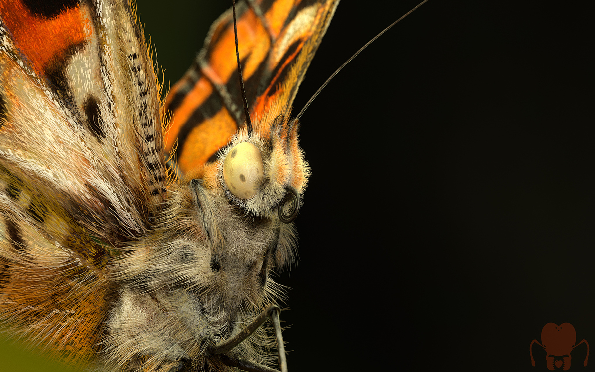 v_cardui_render_06