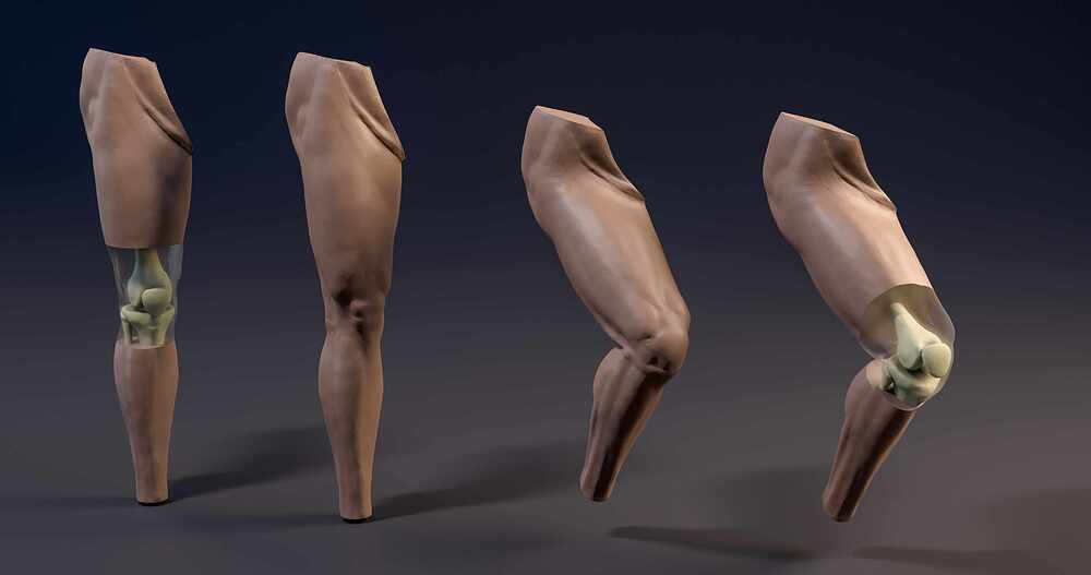 Leg_all_01