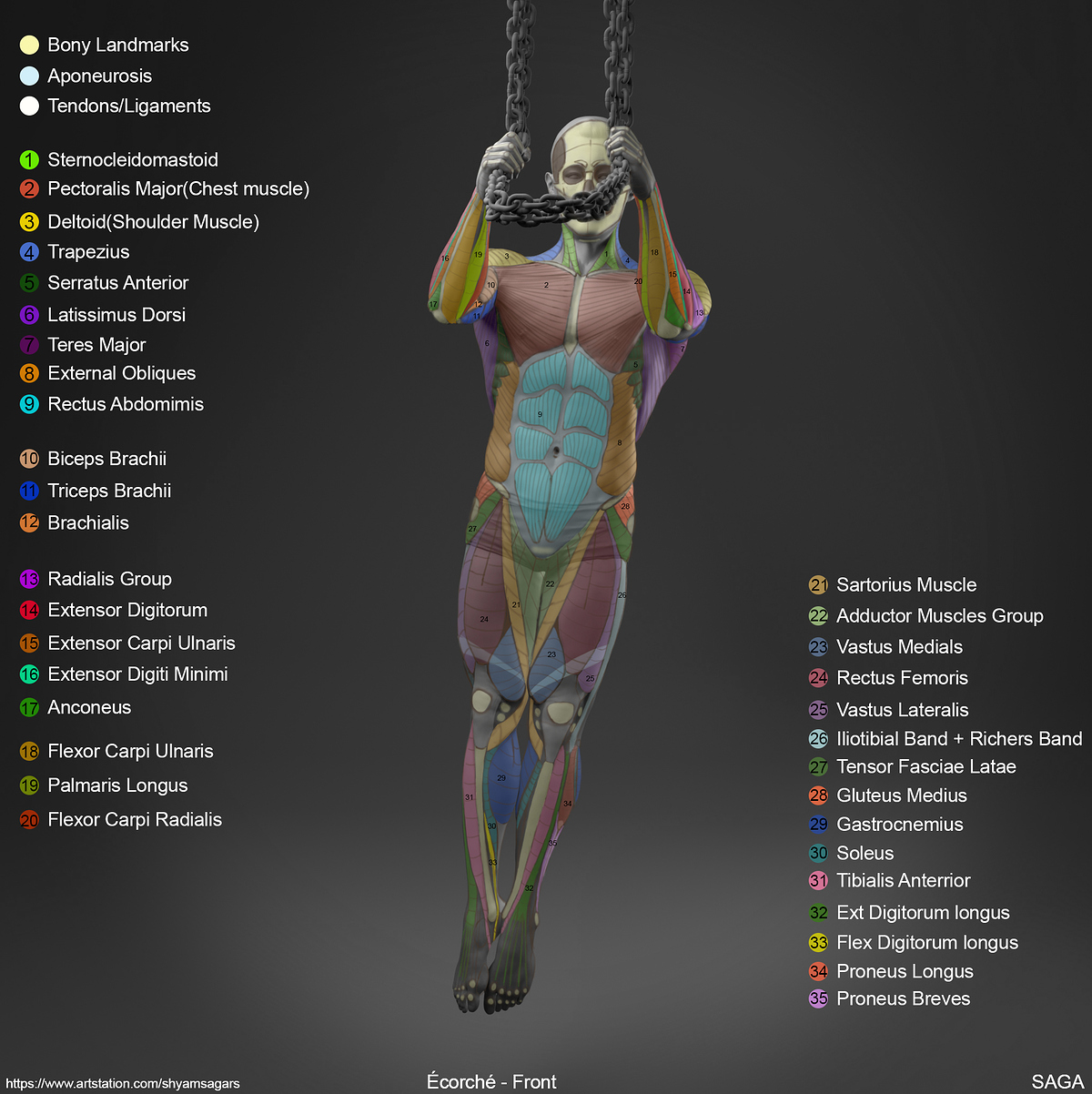 12_Shyam_MAstudy_pose_Ecorche_Front