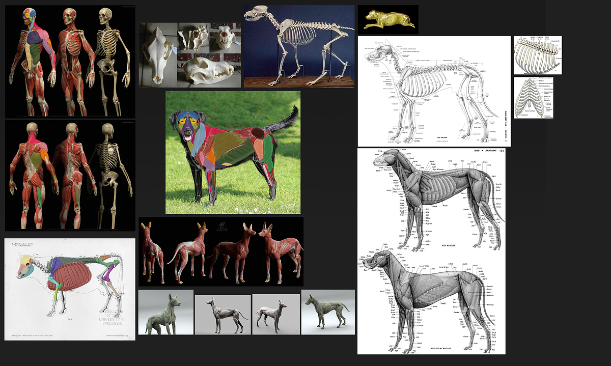 Labrador_Muscular%20comparison