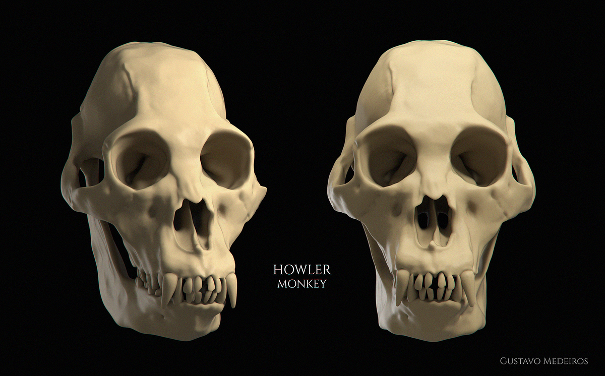howler-monkey