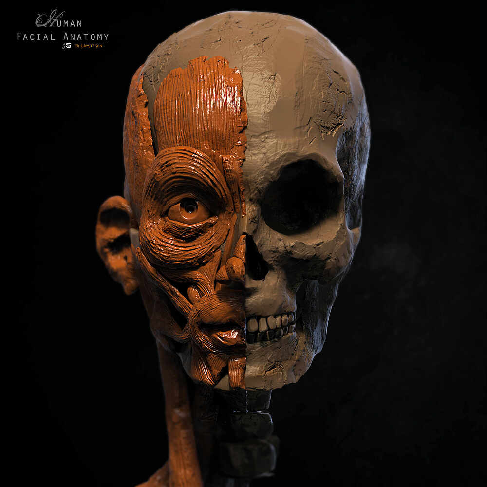 Human Facial Anatomy_Digital_Sculpture_by_SurajitSen_Nov2022_A