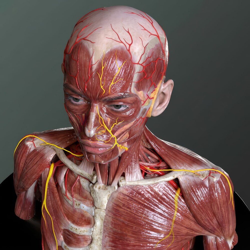 musculos_angulo_Superior_final_02