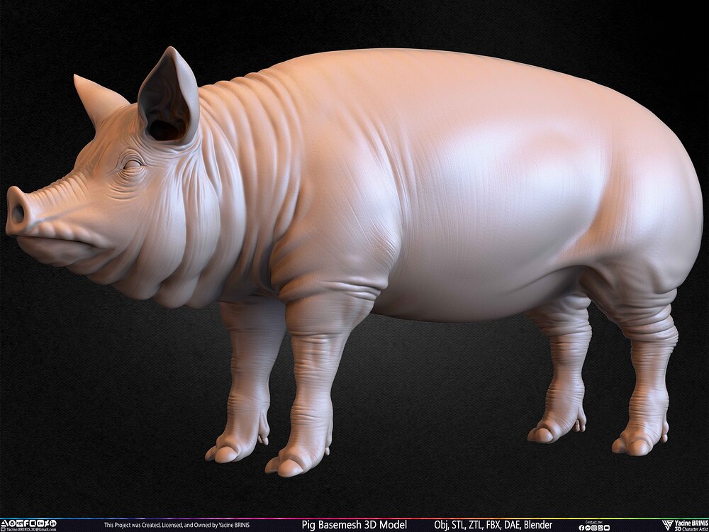 Pig Basemesh 3D Model Animal Anatomy Sculpted by Yacine BRINIS Set 040