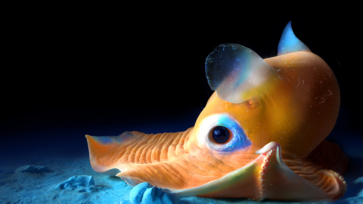 Dumbo_Octopus_3d_model_Svetlana_Rykunova