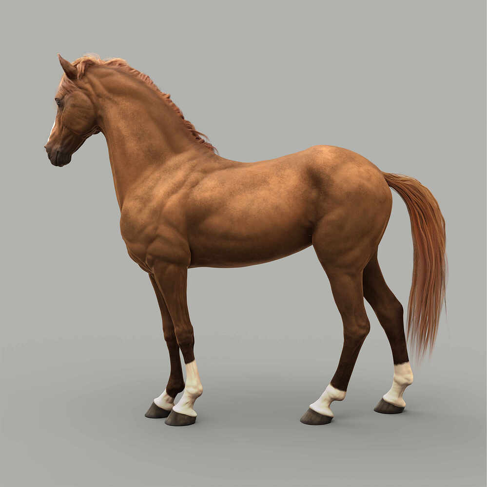horse_03_By_Khalixti