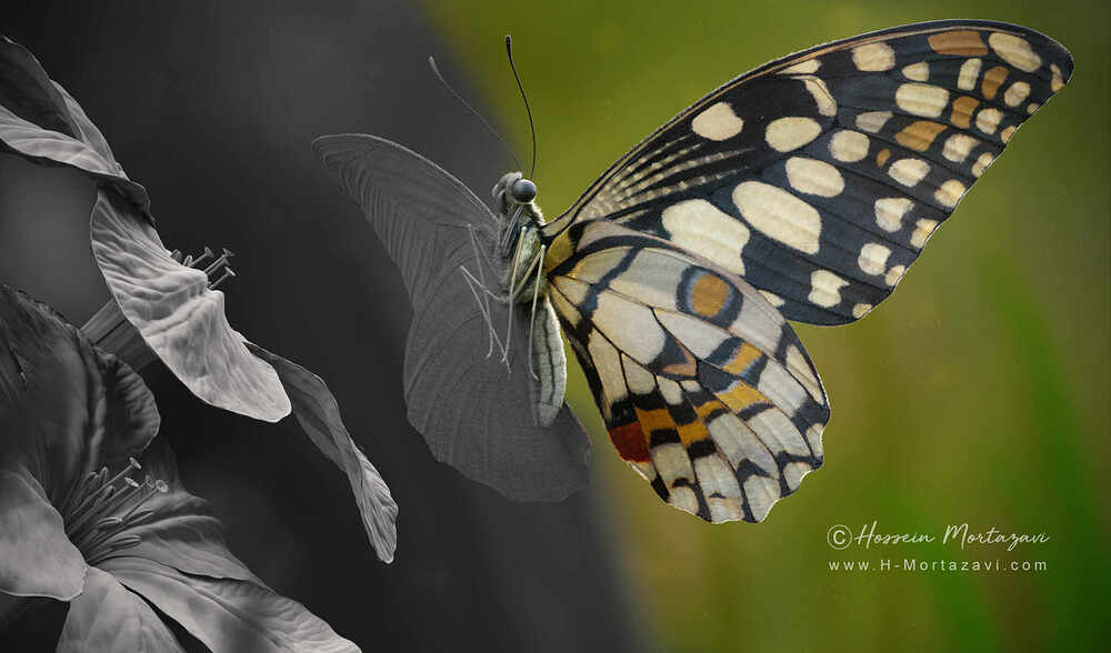 Butterfly_04-www.h-mortazavi.com